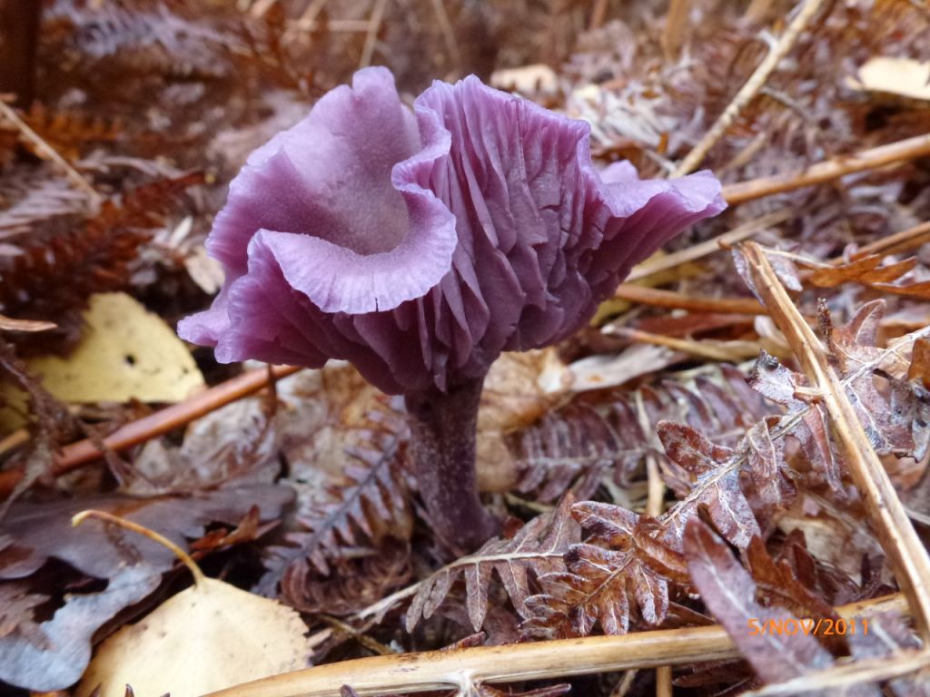 Laccaria amethystina